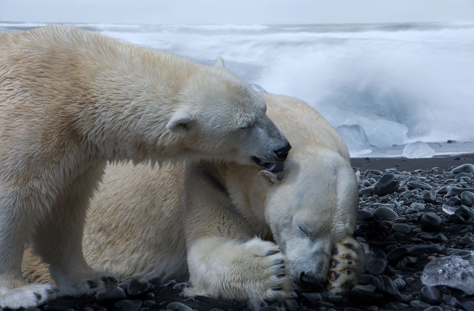 Sony SLT-A77 sample photo. Composing, polar bear, polar photography