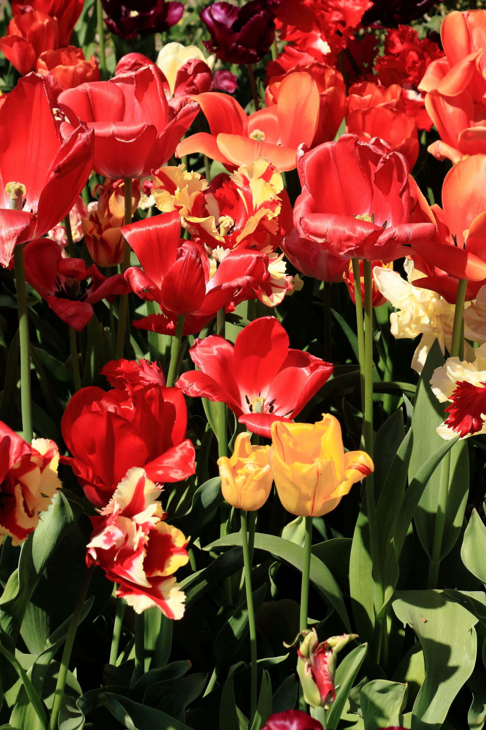 Canon EOS 750D (EOS Rebel T6i / EOS Kiss X8i) sample photo. Yellow, red, flower photography