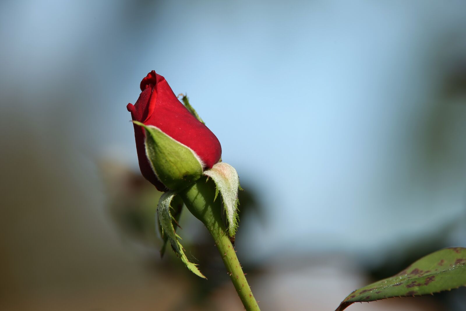 Canon EOS 6D sample photo. Red rose velvet, bloom photography