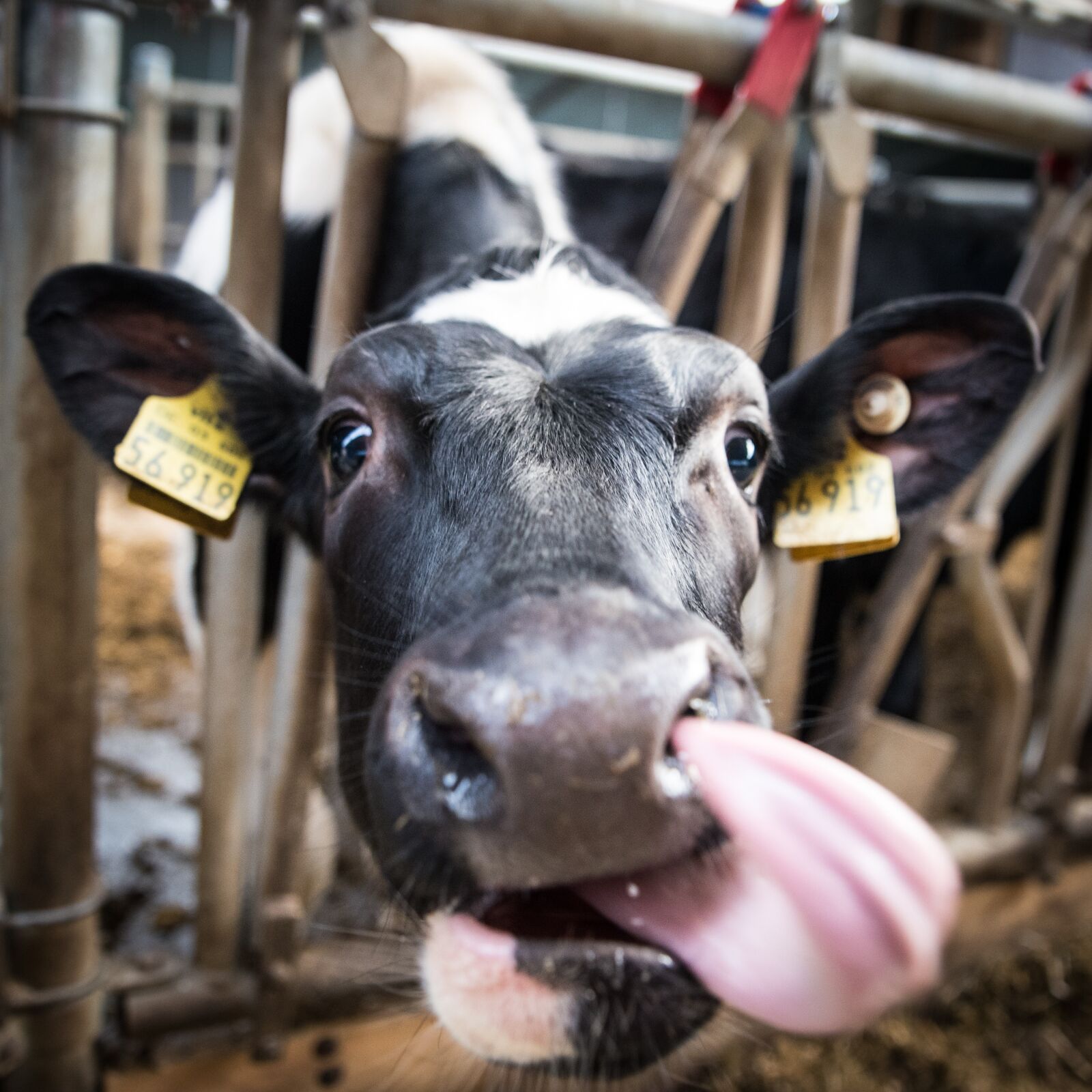 Nikon D750 sample photo. Milk cow, cow, beef photography