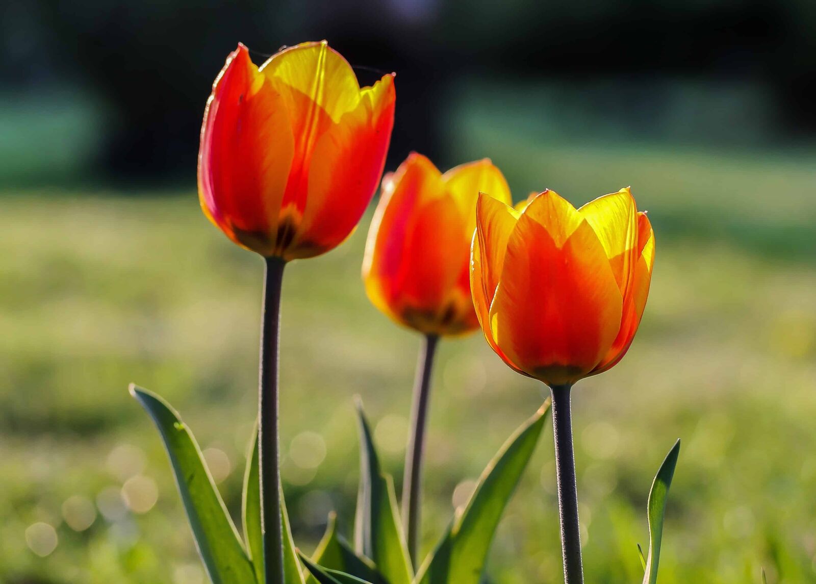 Canon EOS 1100D (EOS Rebel T3 / EOS Kiss X50) sample photo. Tulip, flora, summer, garden photography