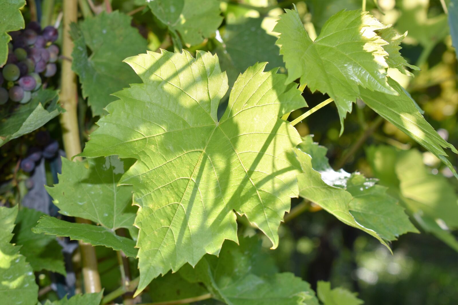 Nikon D5500 sample photo. Leaf, plant, grapes photography