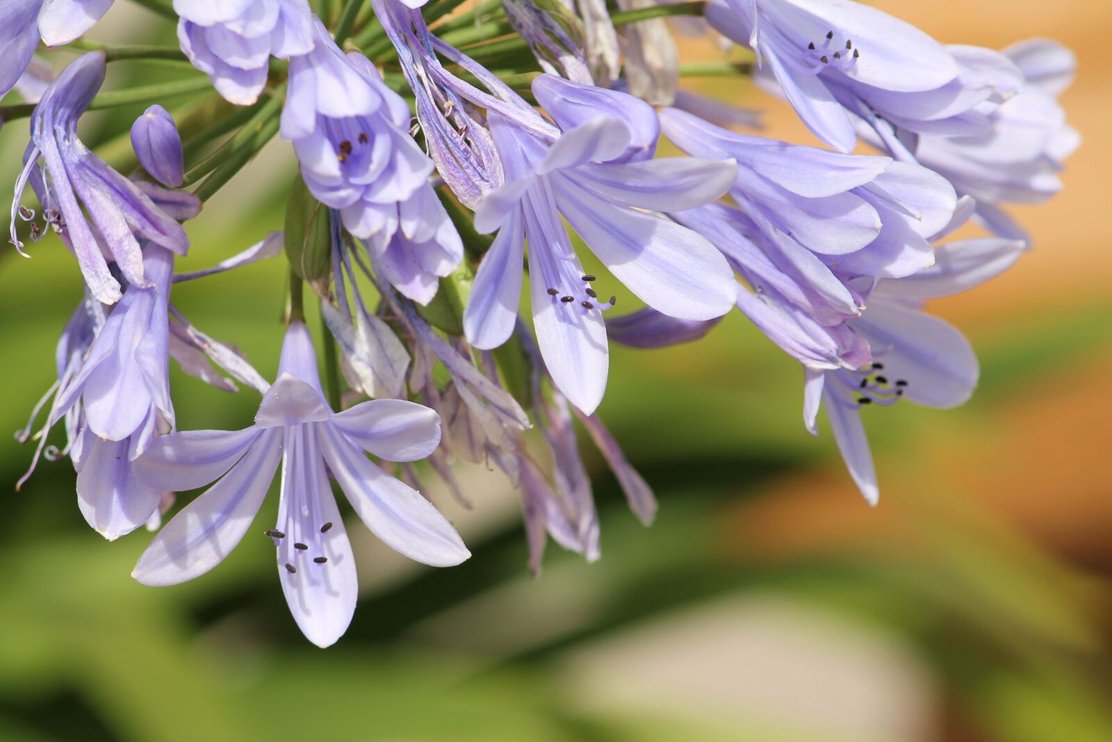 Canon EF-S 55-250mm F4-5.6 IS II sample photo. Glory lily, lilies, flower photography