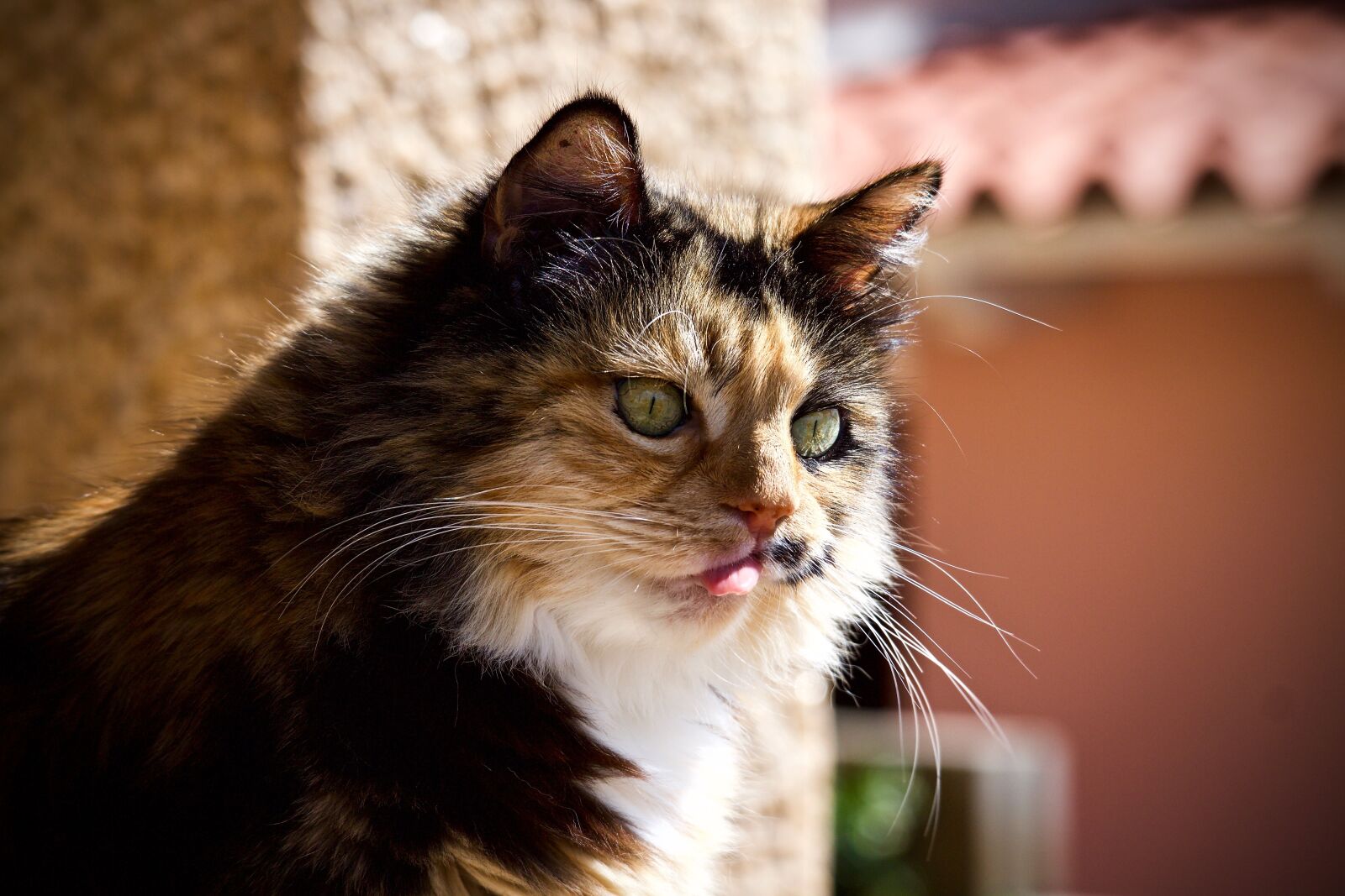 Canon EOS M sample photo. Cat, feline, animal photography