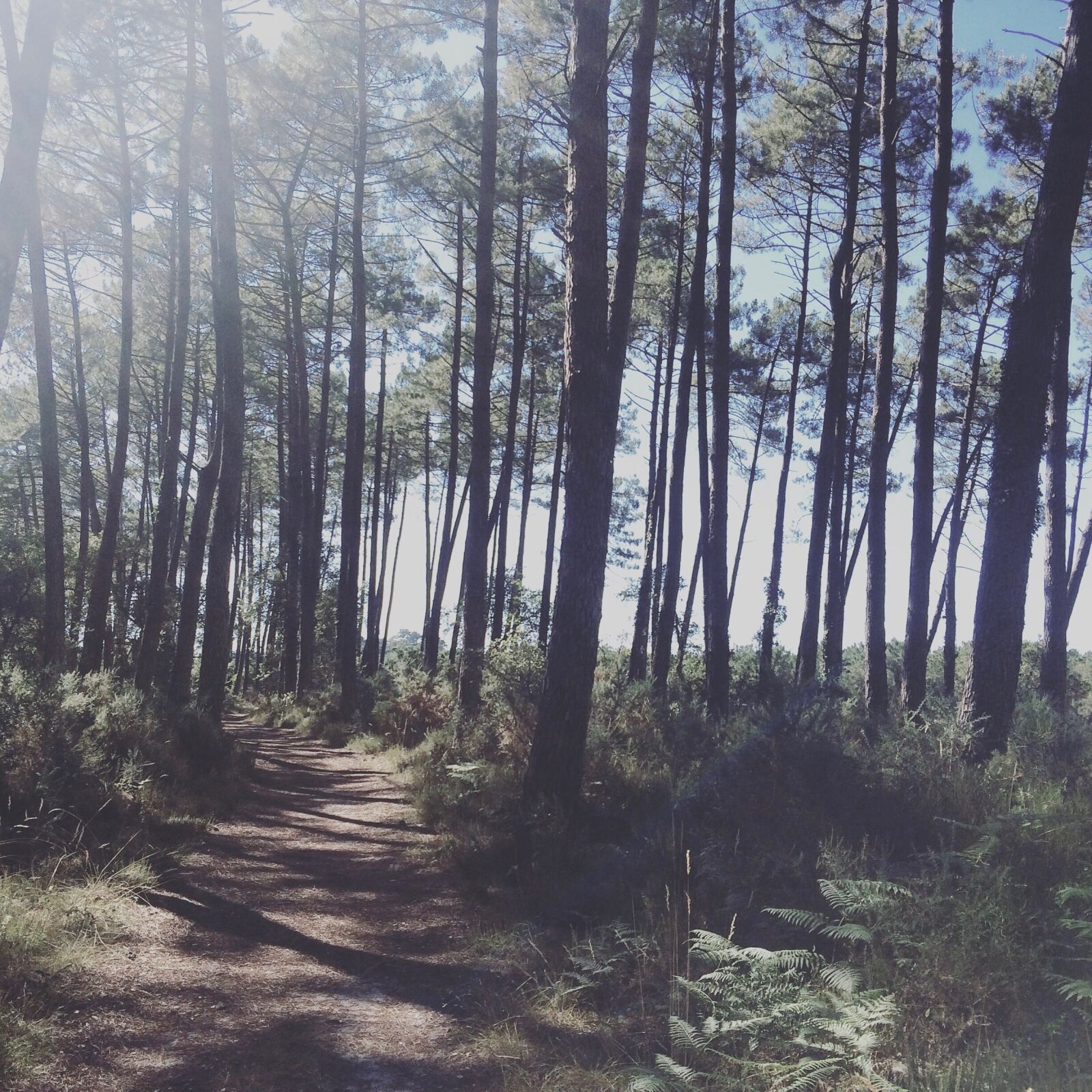 iPhone 5s back camera 4.15mm f/2.2 sample photo. Forest, landscape, nature photography