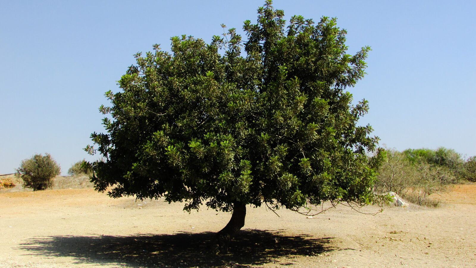Canon PowerShot SX400 IS sample photo. Locust tree, countryside, rural photography