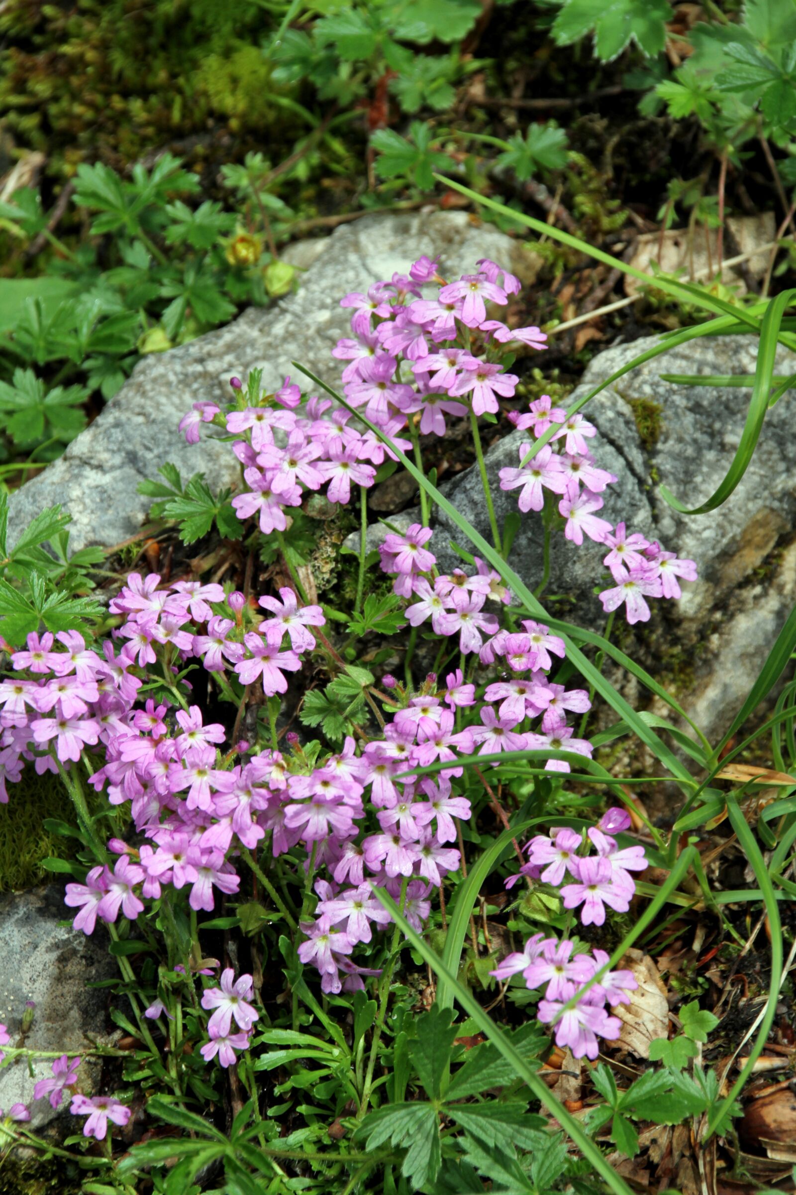 Canon EOS 7D sample photo. Flowers, purple flowers, plants photography