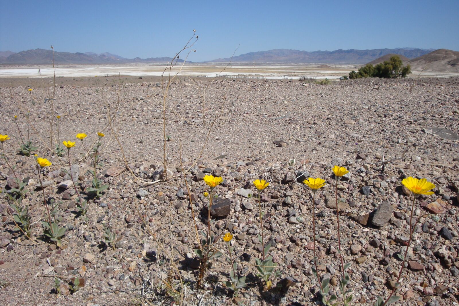 Sony Cyber-shot DSC-W150 sample photo. Desert, flowers, desert flowers photography