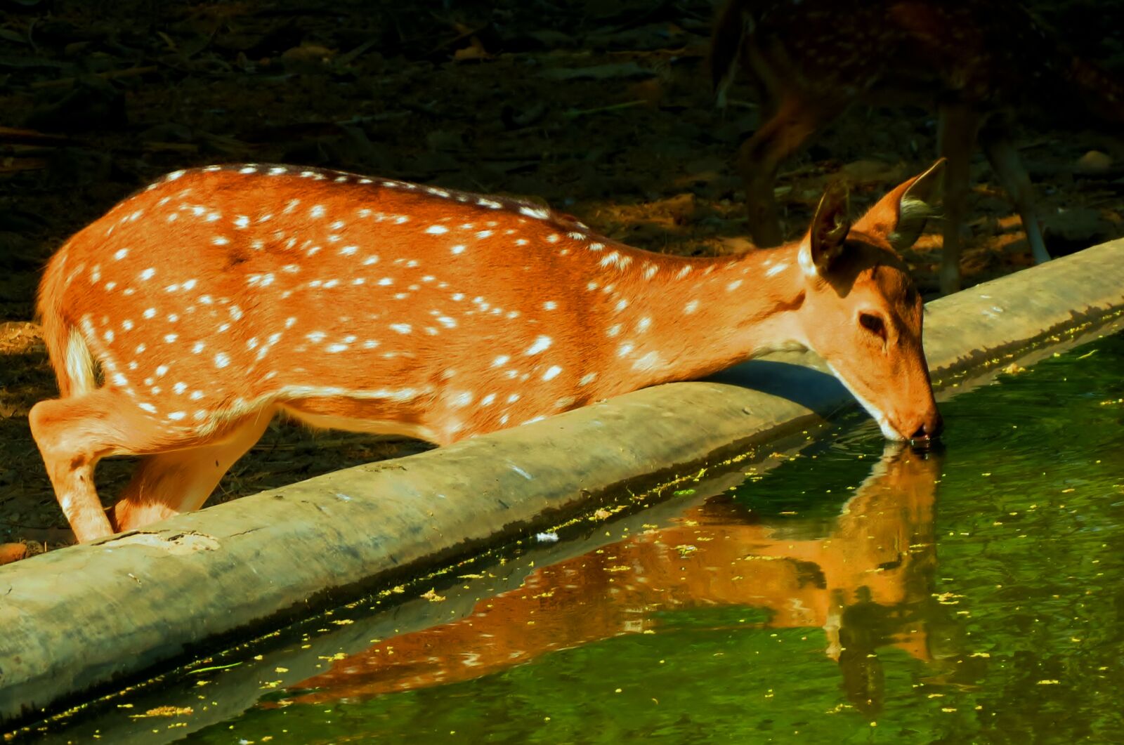 Canon PowerShot SX40 HS sample photo. Spotted, deer photography