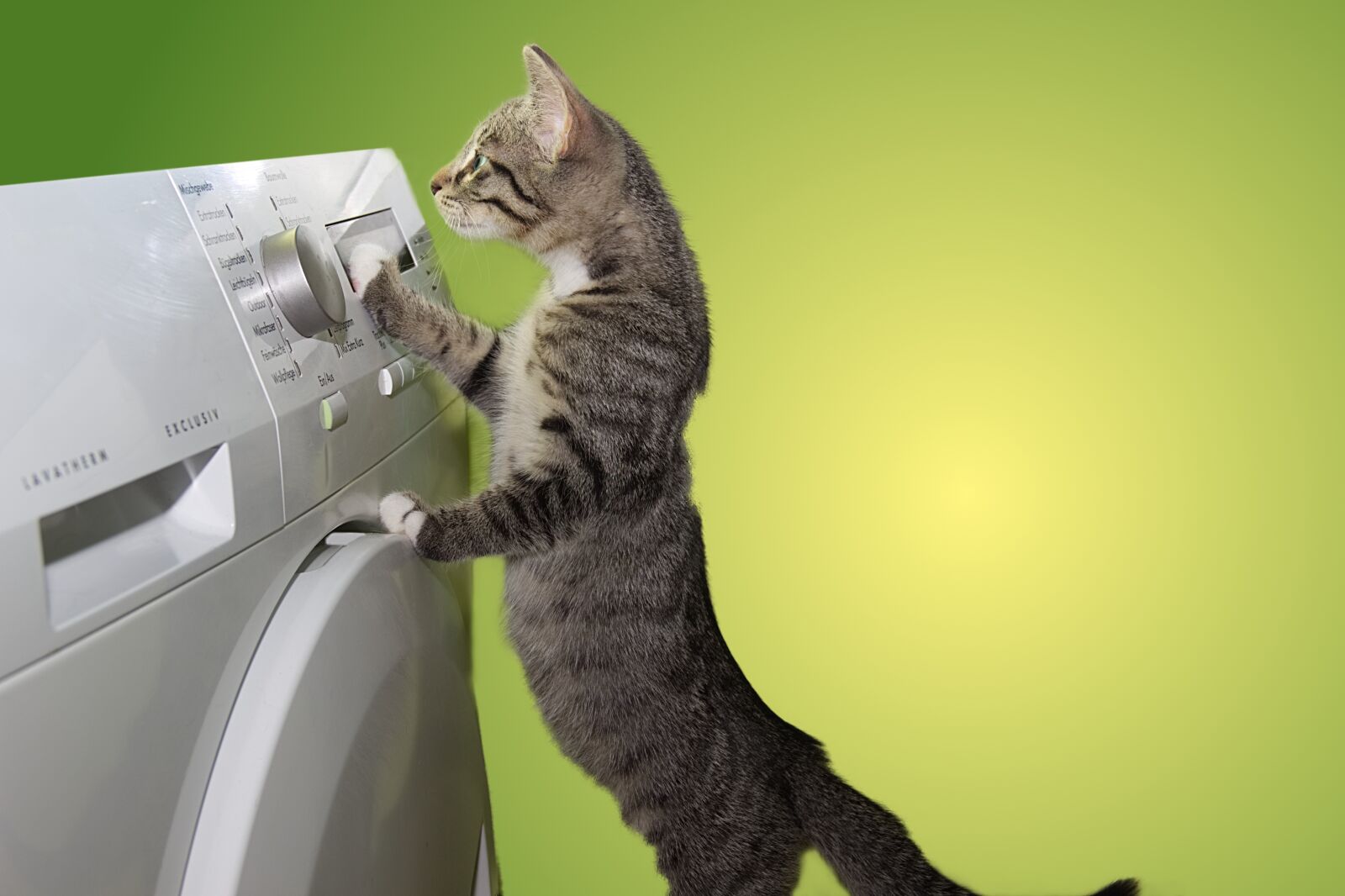 Canon EOS 600D (Rebel EOS T3i / EOS Kiss X5) sample photo. Cat, domestic cat, dryer photography