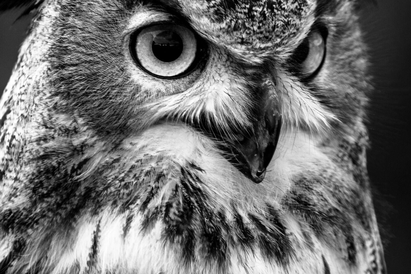 150-600mm F5-6.3 DG OS HSM | Contemporary 015 sample photo. Eagle owl, bubo bubo photography