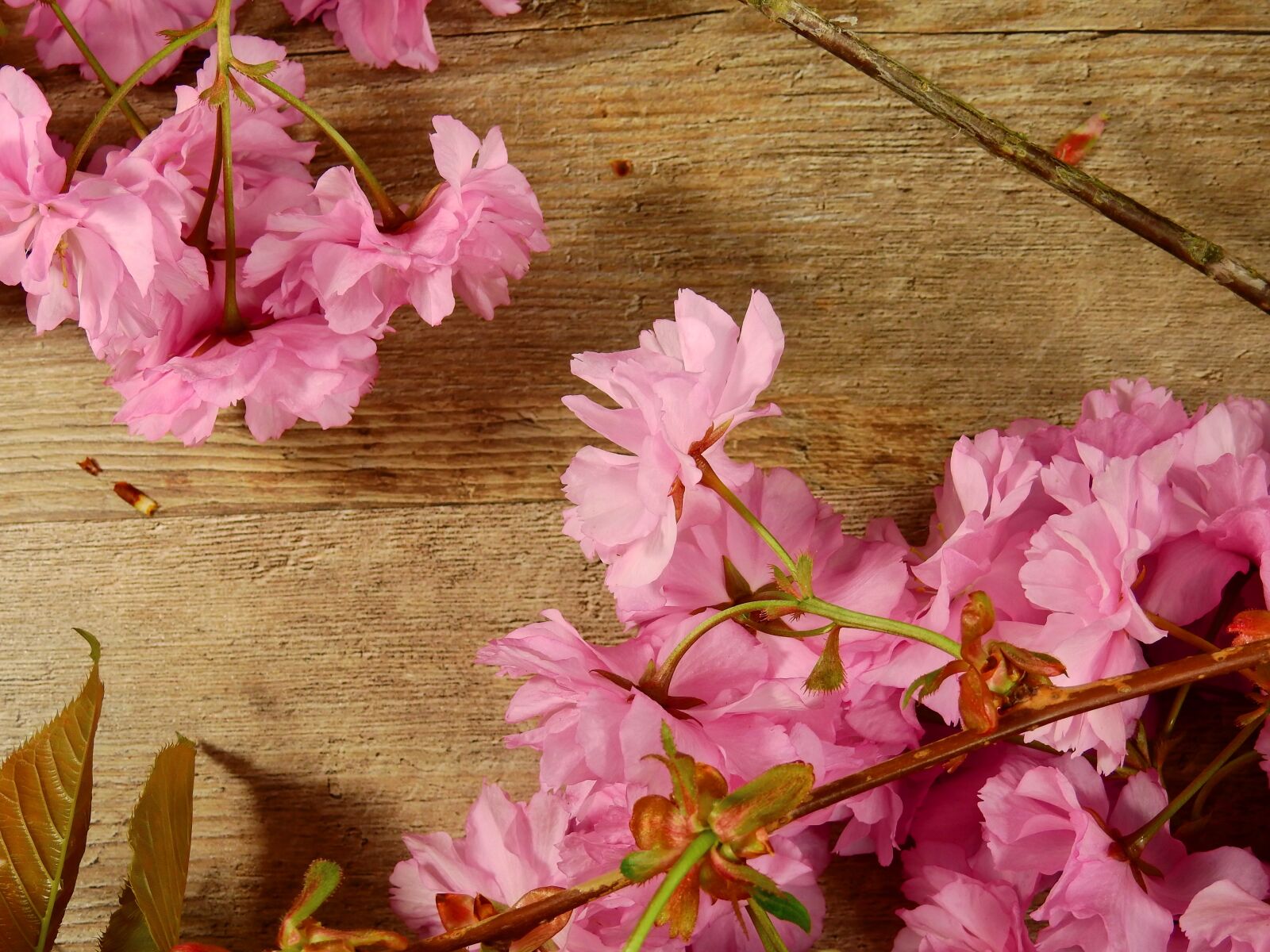 Nikon Coolpix P900 sample photo. Flowers, bloom, pink photography