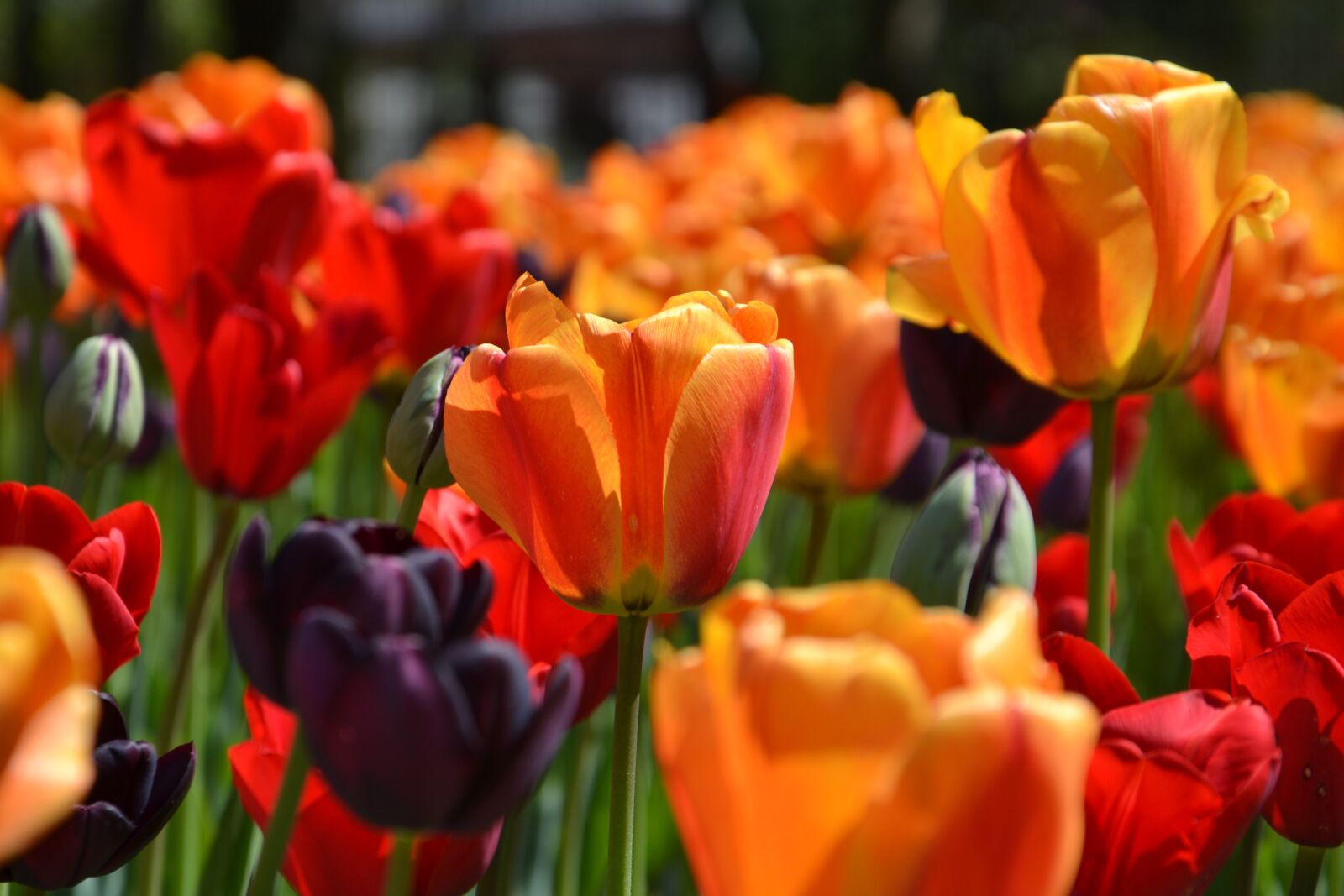 Nikon D3100 sample photo. Tulip, flower, plant photography