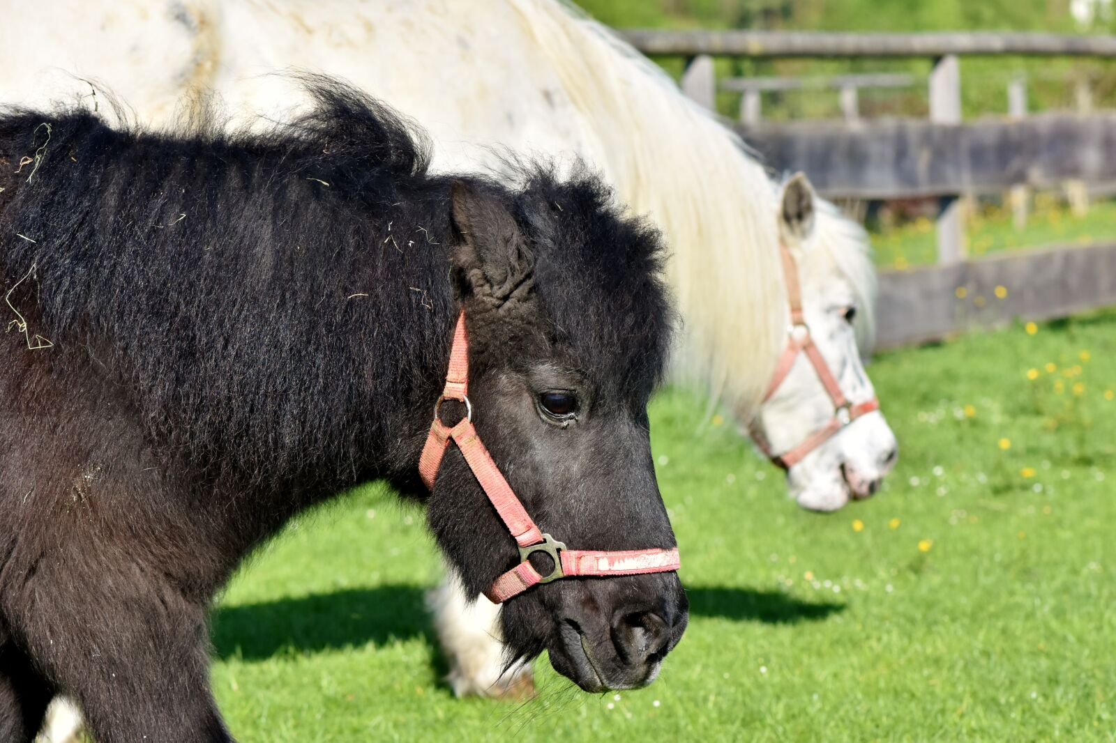 Nikon D7200 sample photo. Horse, pony, mane photography