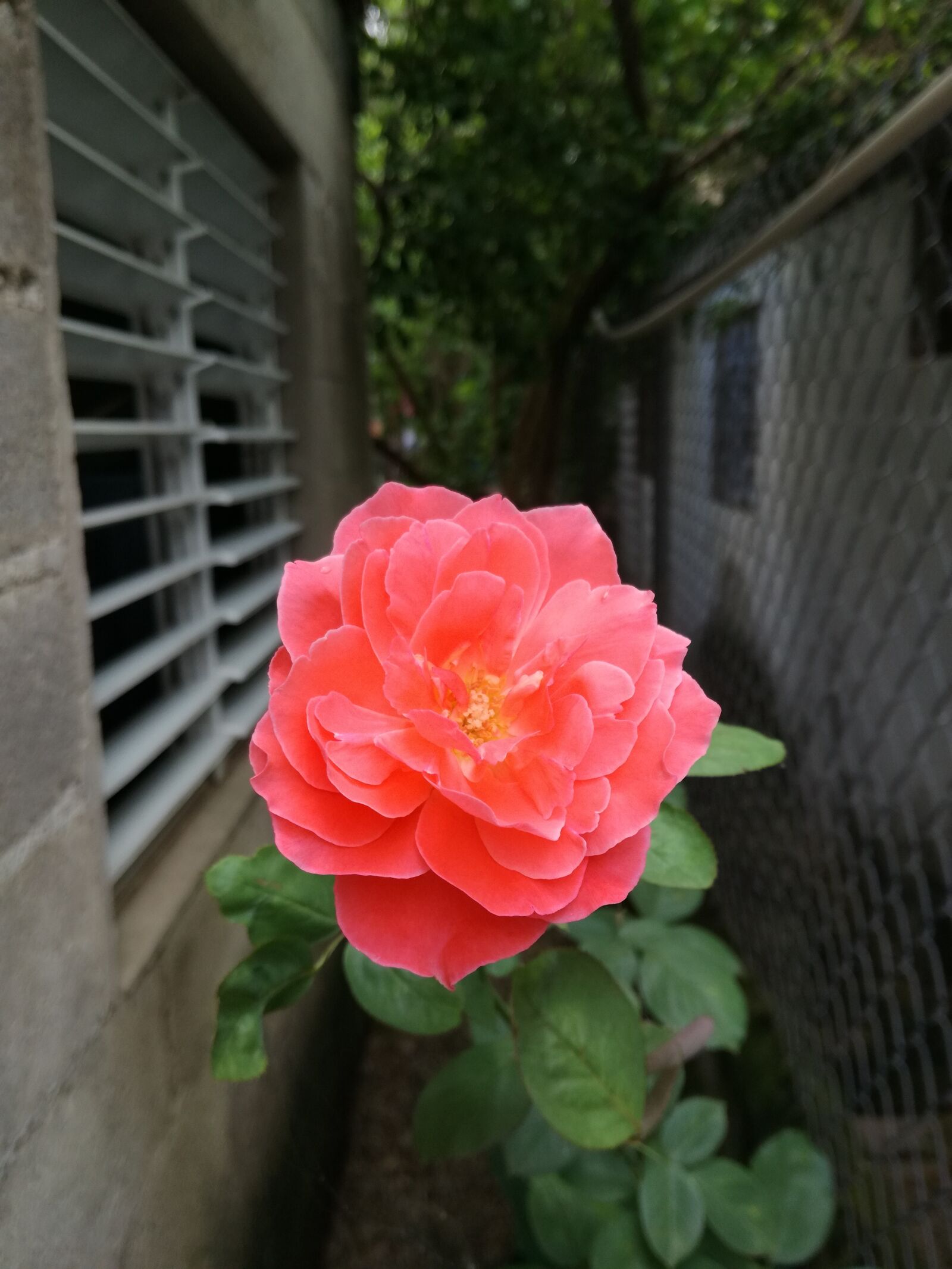 HUAWEI P9 LITE sample photo. Flower, nature, garden photography