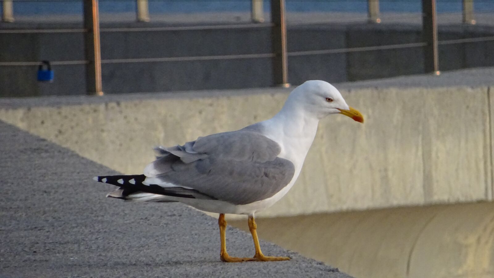 Sony DSC-HX60V sample photo. Ave, seagull, observation photography