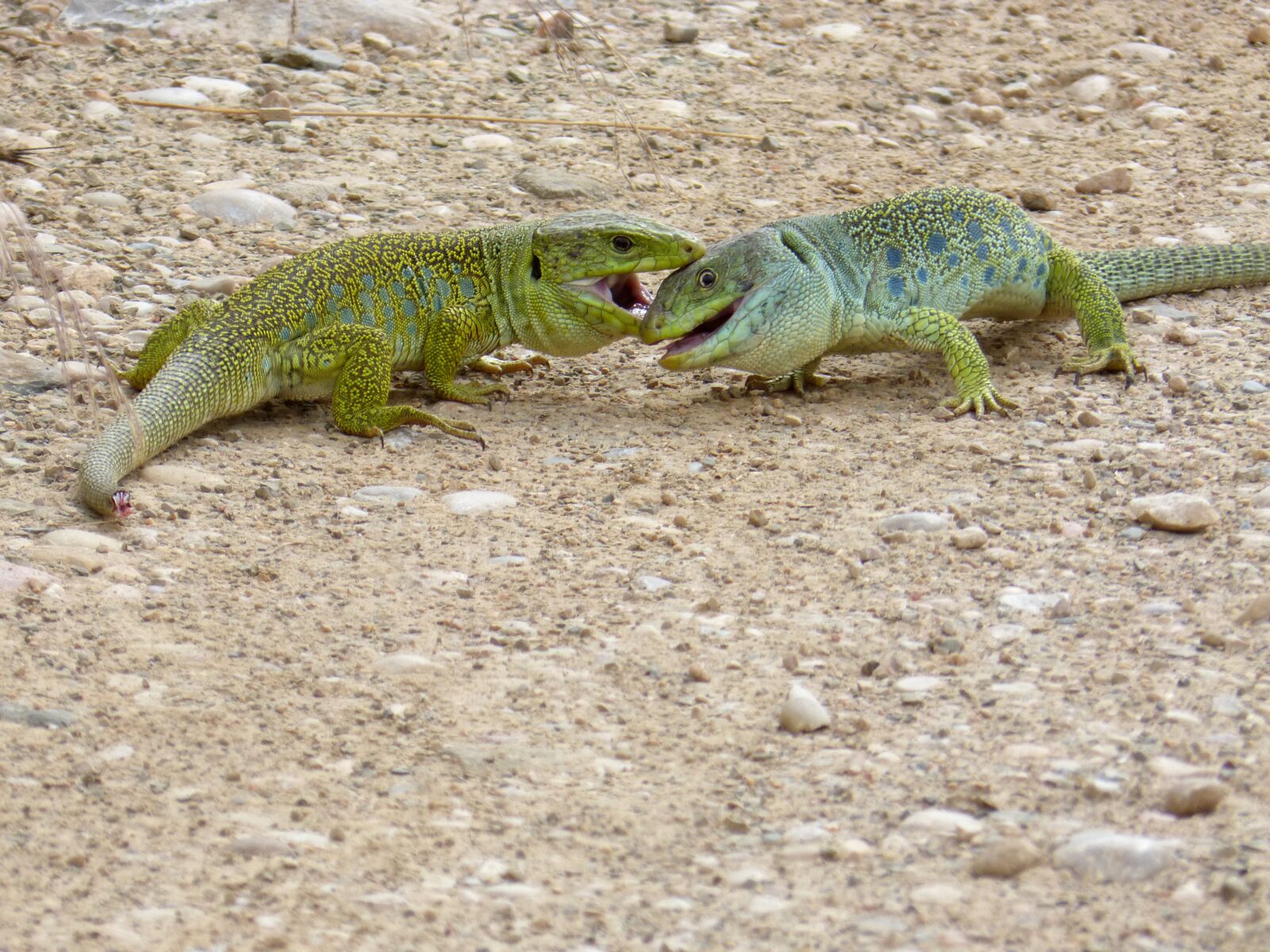 Panasonic DMC-FZ62 sample photo. Lizards, ocellated lizard, quad photography