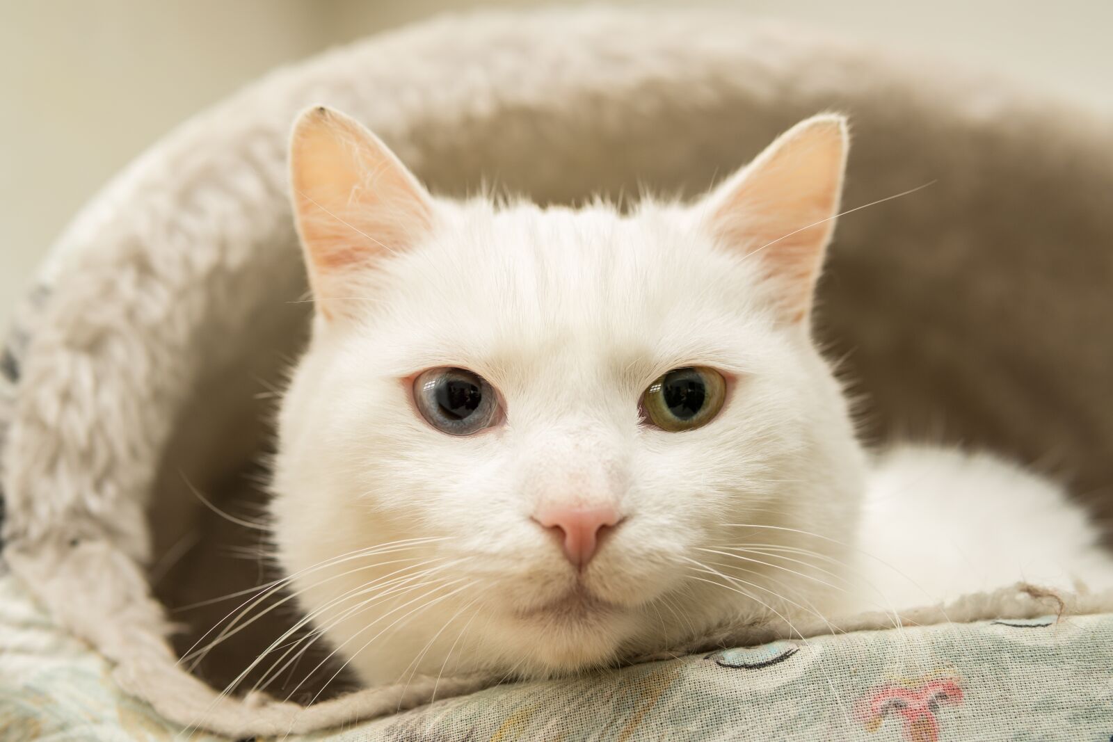 30mm F1.4 DC DN | Contemporary 016 sample photo. Cat, white, eyes photography