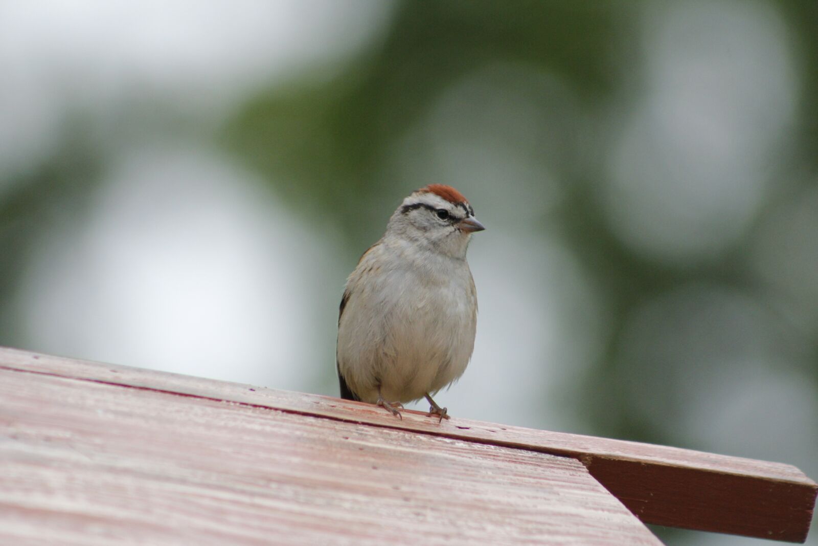 Canon EOS 550D (EOS Rebel T2i / EOS Kiss X4) sample photo. Bird, wildlife, nature photography