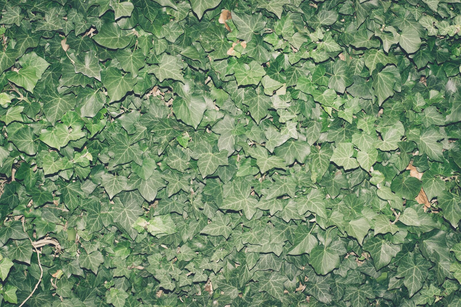 Nikon D7100 sample photo. Ivy, plant, climber plant photography