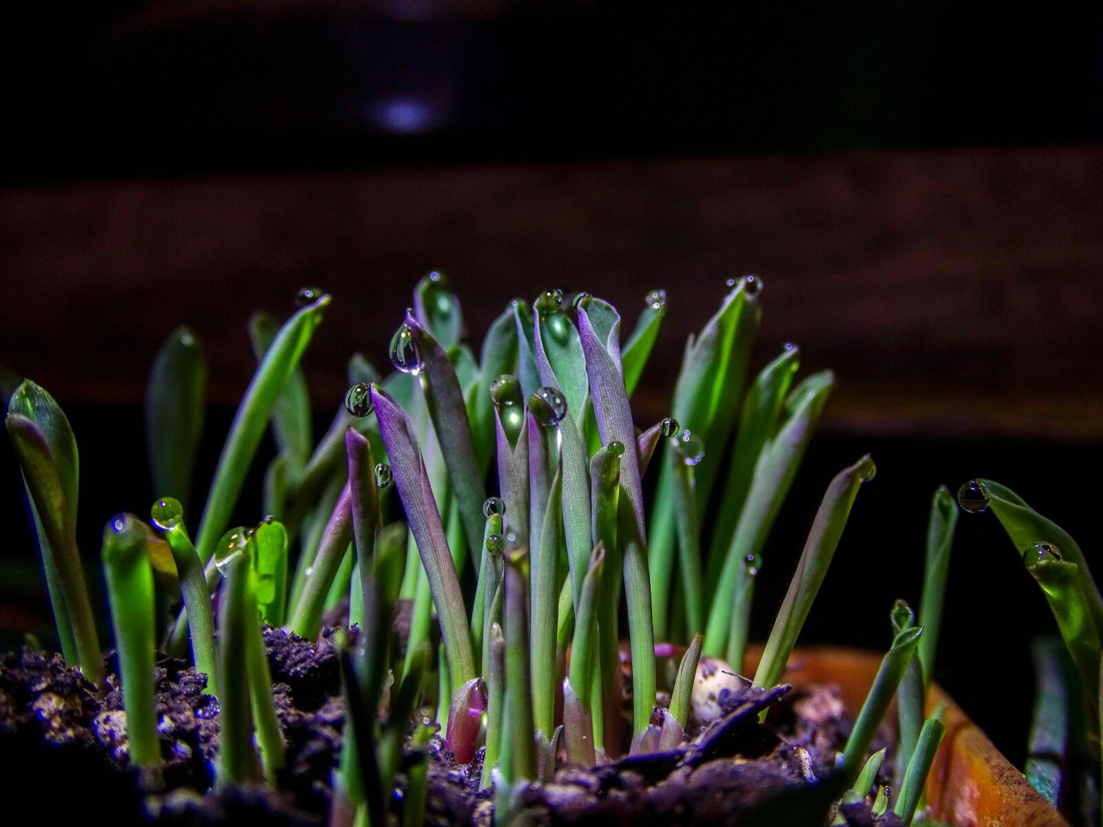 Sony Cyber-shot DSC-HX400V sample photo. Plants, rocio, nature photography