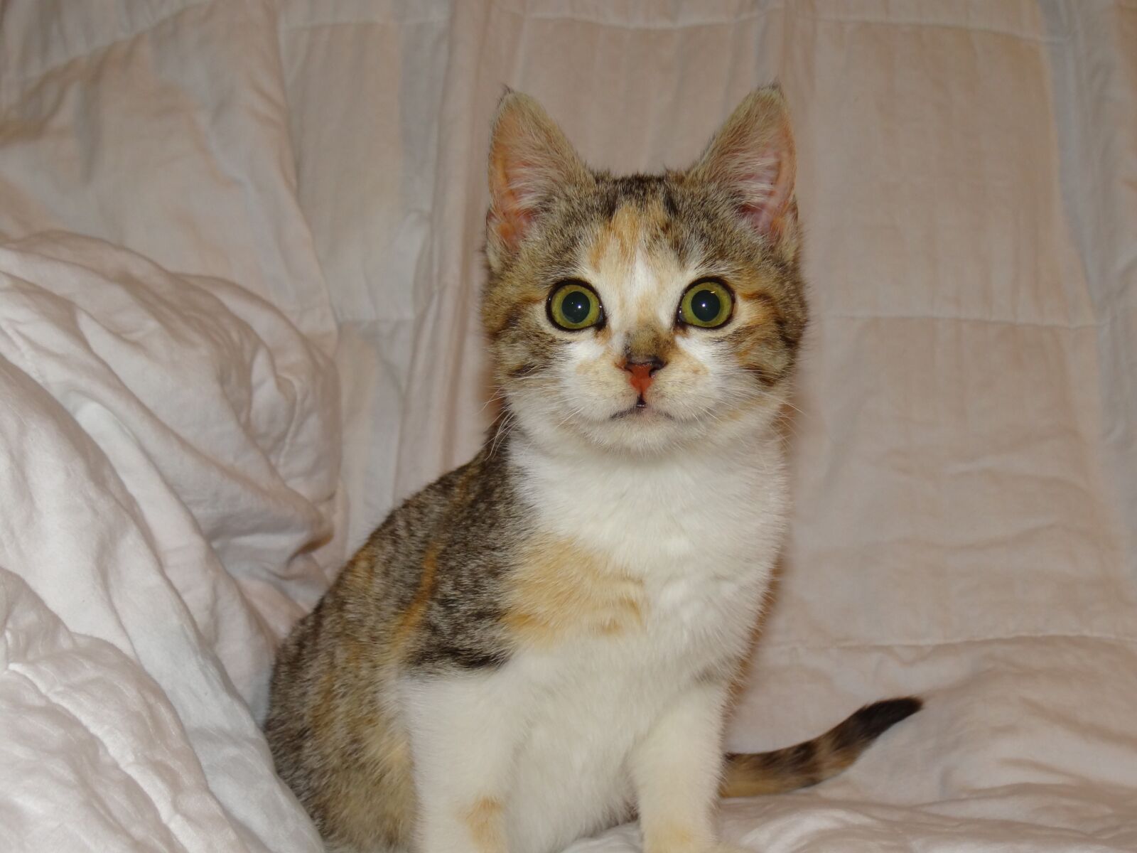 Sony Cyber-shot DSC-HX100V sample photo. Feline, kitten, female photography