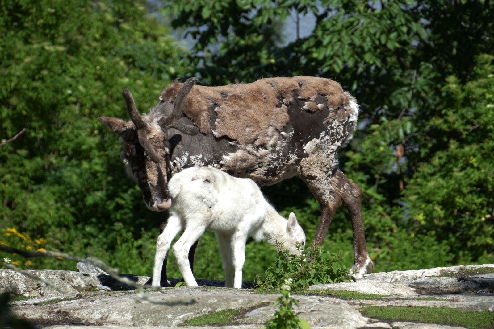 Panasonic Lumix DMC-FZ1000 sample photo. Stockholm, skansen, sweden photography