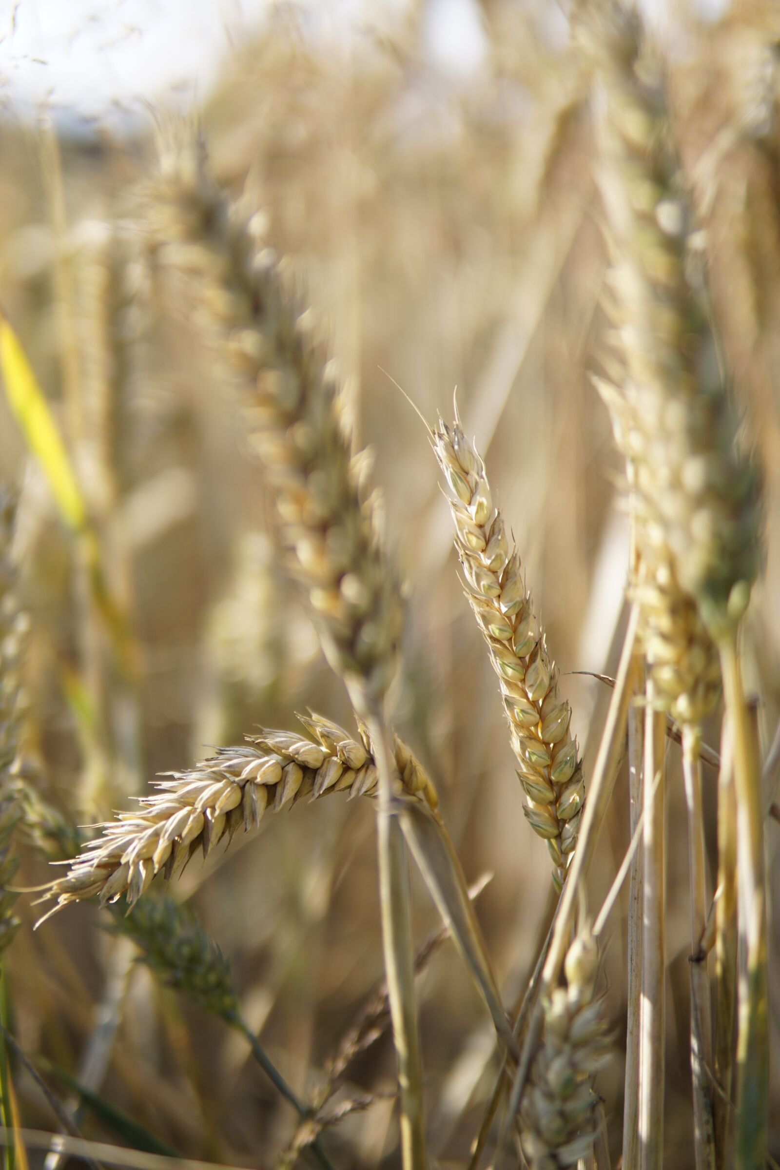 Sony a6000 + 30mm F1.4 DC DN | Contemporary 016 sample photo. Wheat, close up, cereals photography