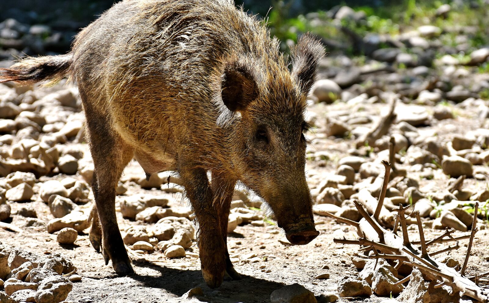 Nikon D7200 sample photo. Boar, animal, wild animal photography