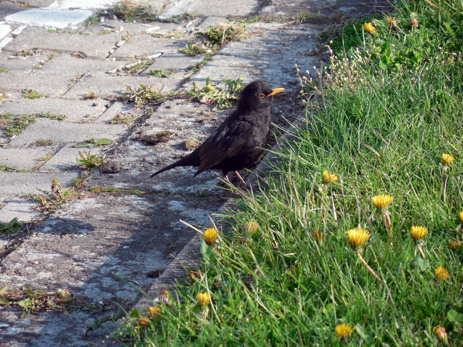 Nikon COOLPIX L620 sample photo. Blackbird, bird, songbird photography