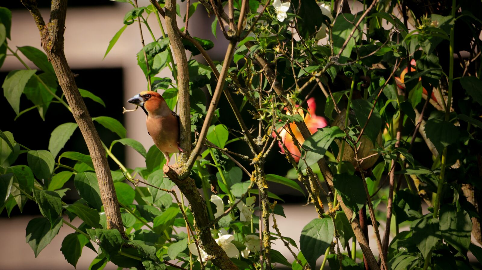 150-600mm F5-6.3 DG OS HSM | Contemporary 015 sample photo. Core beisser, branch, small photography