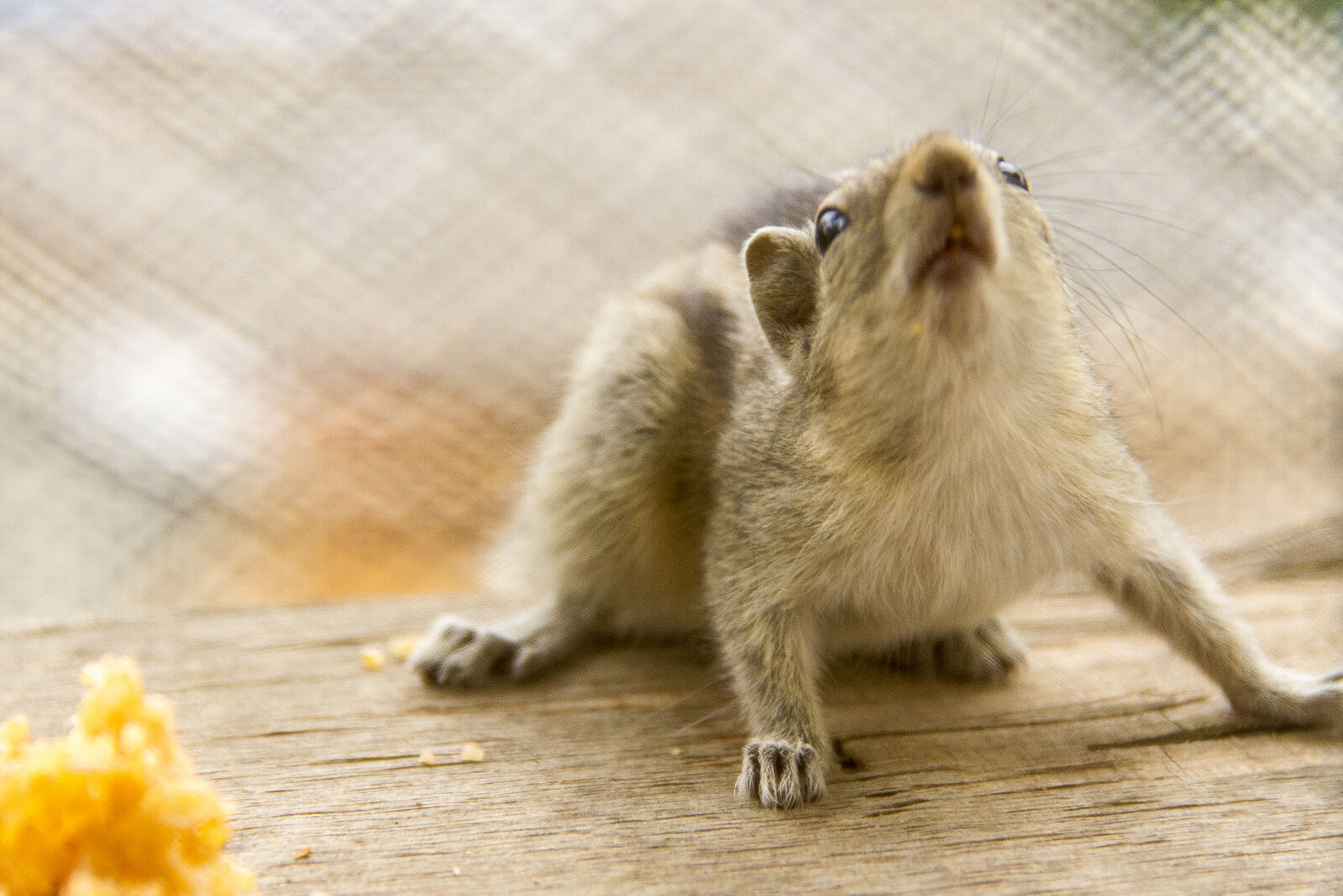Canon EOS 7D sample photo. Squirrel photography