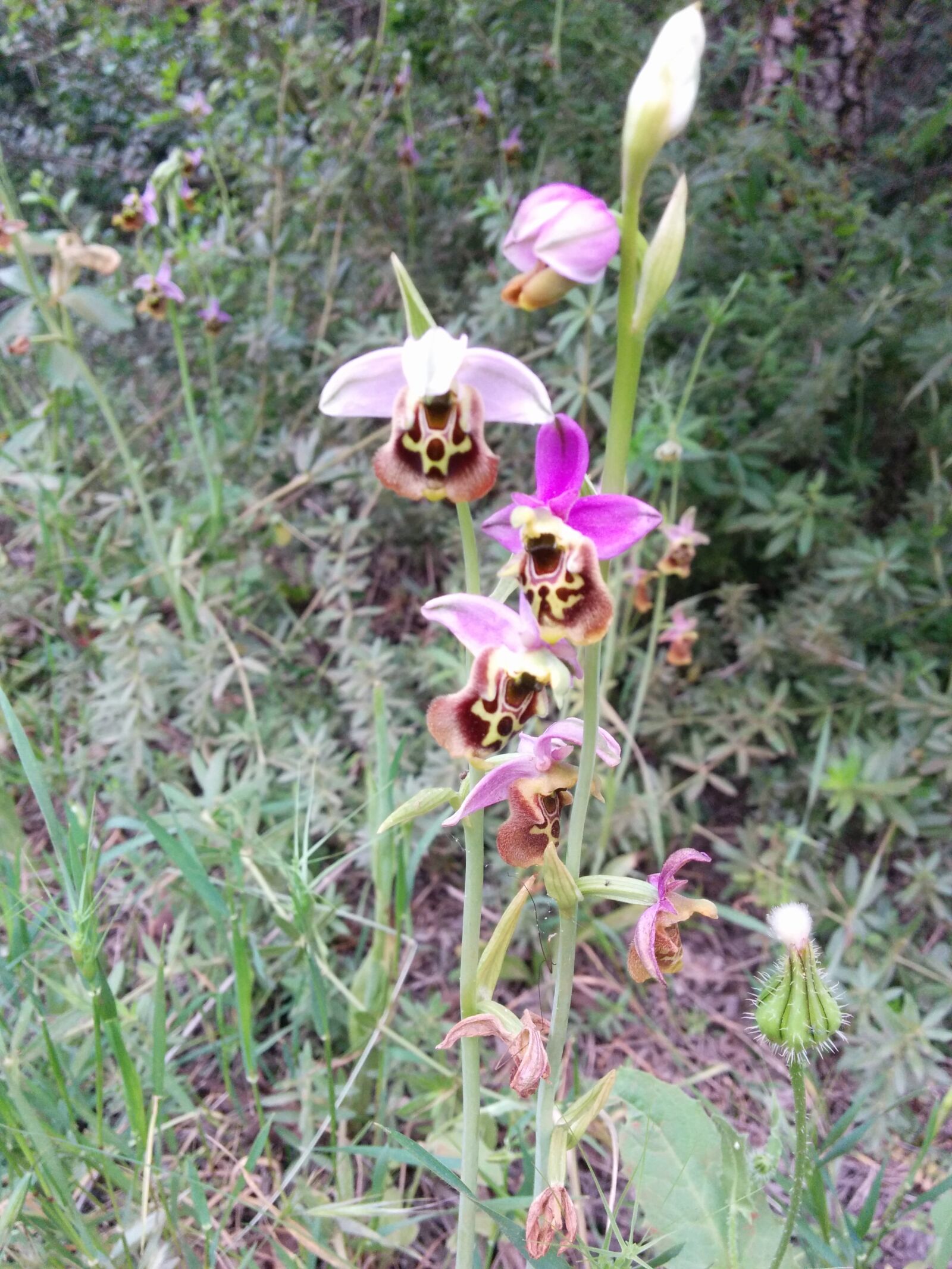 LG Nexus 5 sample photo. Bee orchid, flower, orchid photography