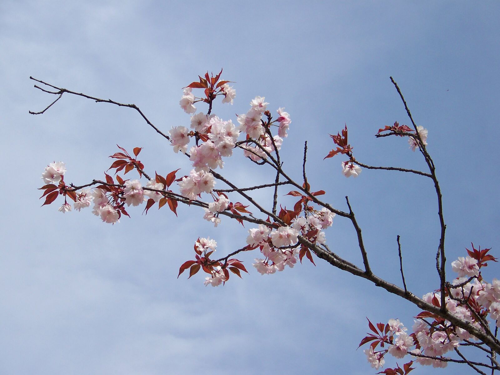 Kodak Z712 IS ZOOM DIGITAL CAMERA sample photo. Hiroshima, spring, cherry blossom photography