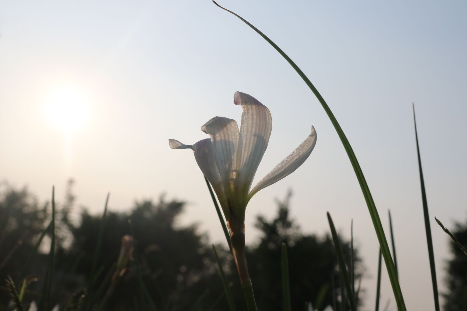 Canon EOS 750D (EOS Rebel T6i / EOS Kiss X8i) sample photo. Sunshine, flowers, strong photography