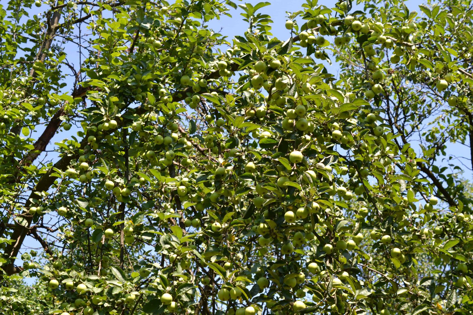 Nikon AF-S DX Micro Nikkor 40mm F2.8 sample photo. Green apple, orchard, branch photography