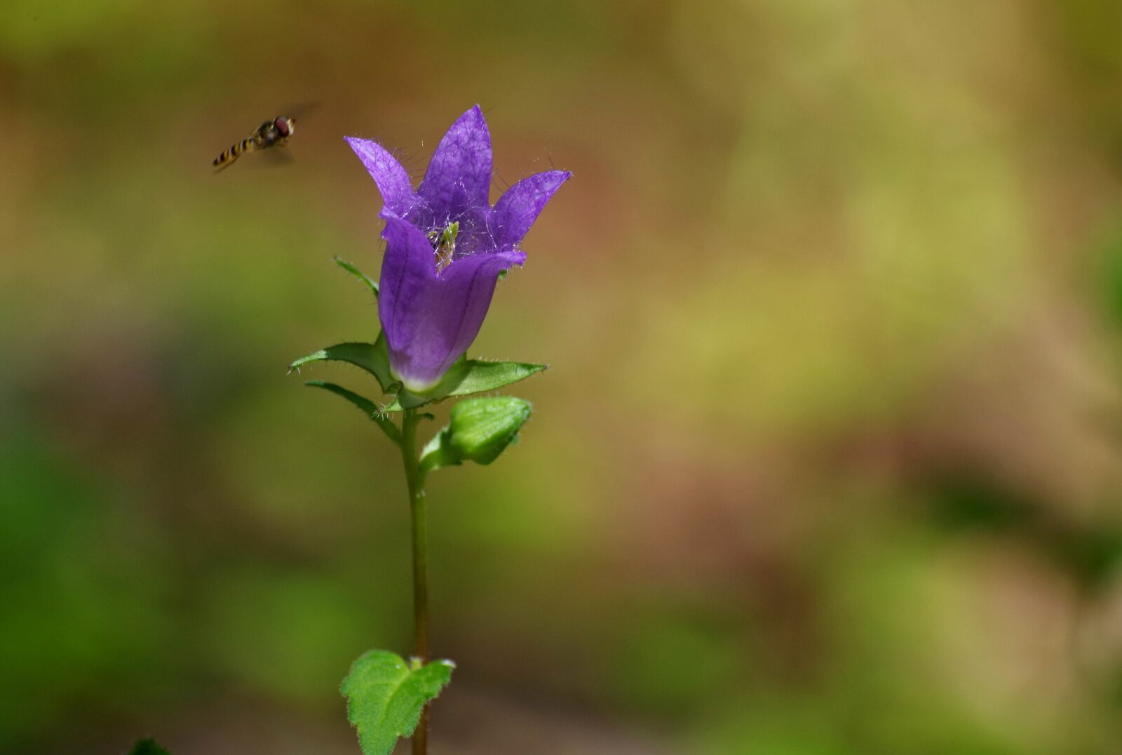 Pentax K-30 sample photo. Flower, forest, nature photography