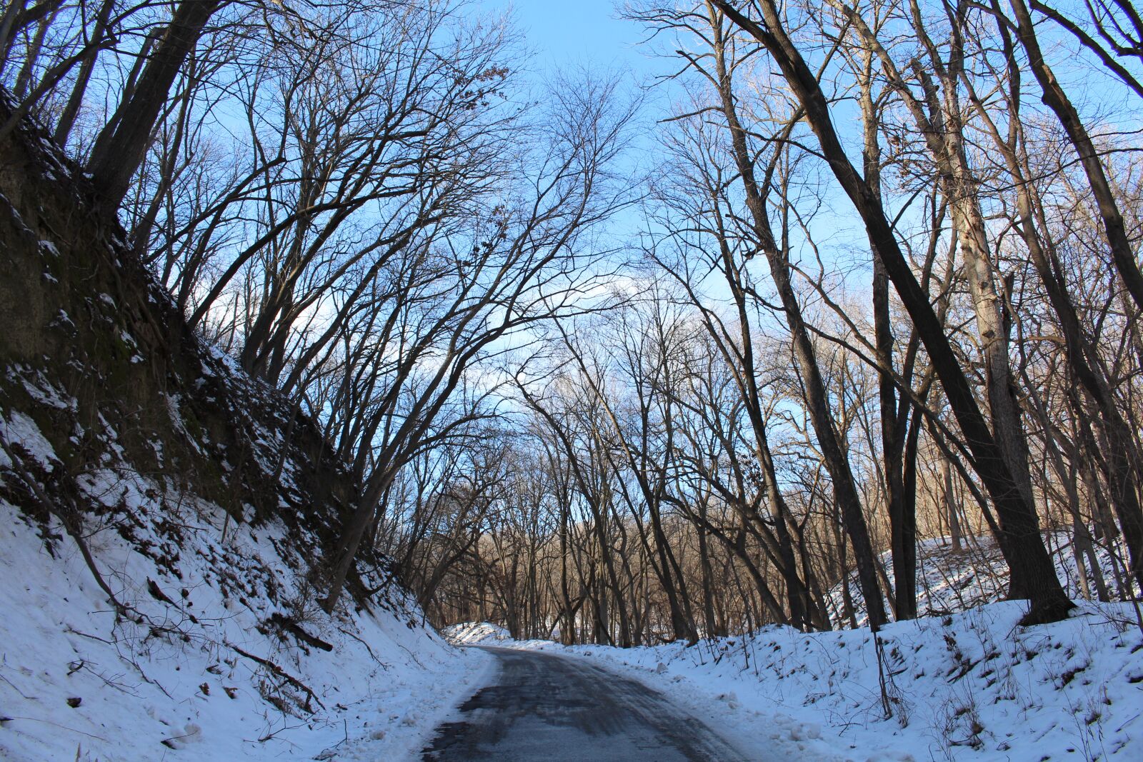 Canon EOS 700D (EOS Rebel T5i / EOS Kiss X7i) sample photo. Trees, forest, landscape photography