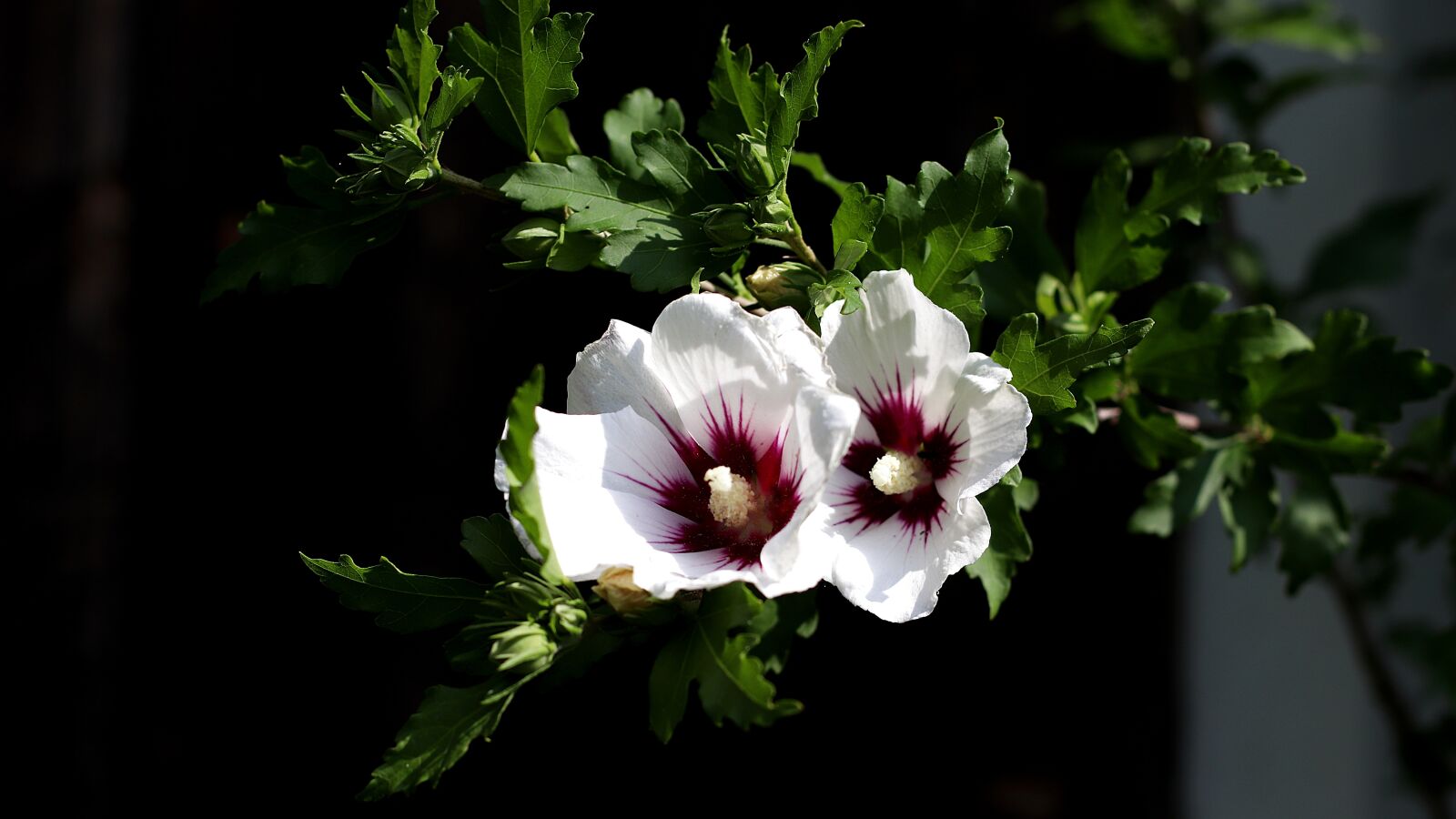 Canon EF 50mm F1.4 USM sample photo. Hibiscus, blossom, bloom photography
