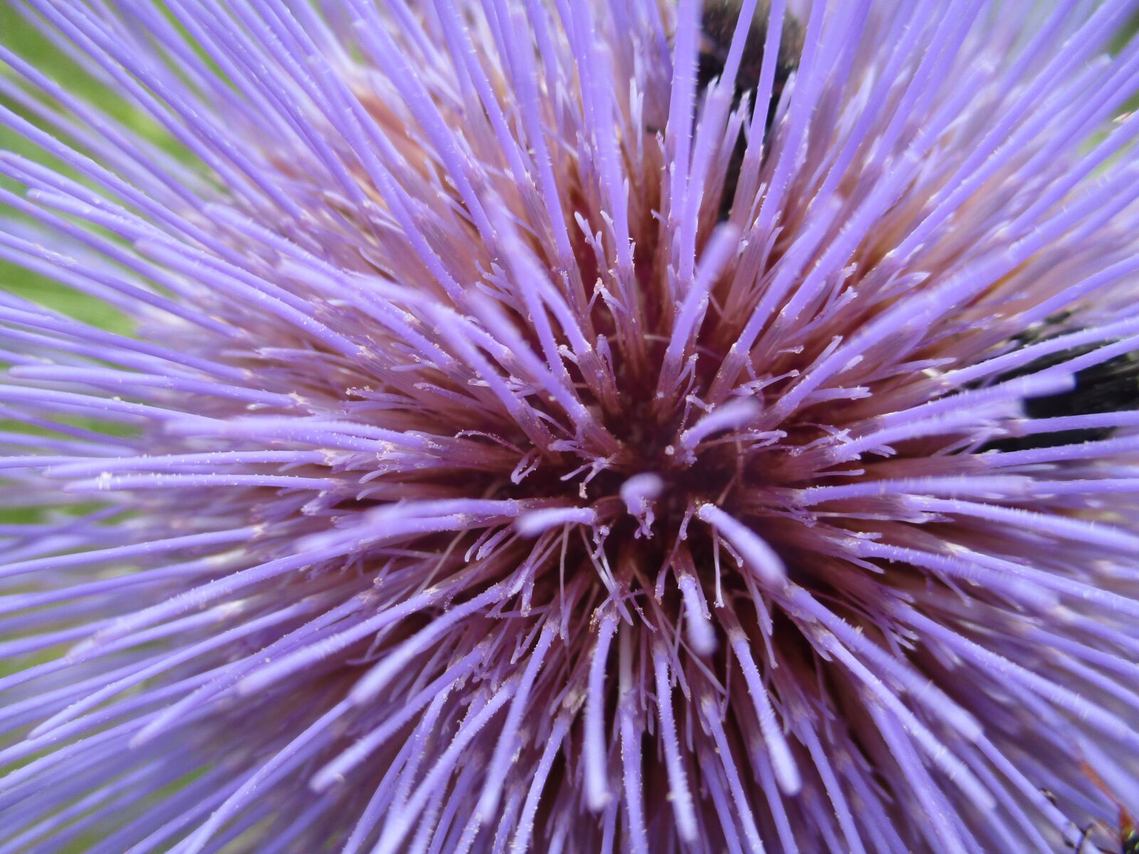 Canon IXUS 177 sample photo. Flower, violet, nature photography