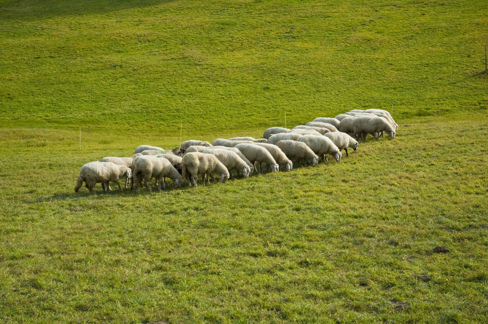 Nikon D300 sample photo. Sheep, flock, animals photography