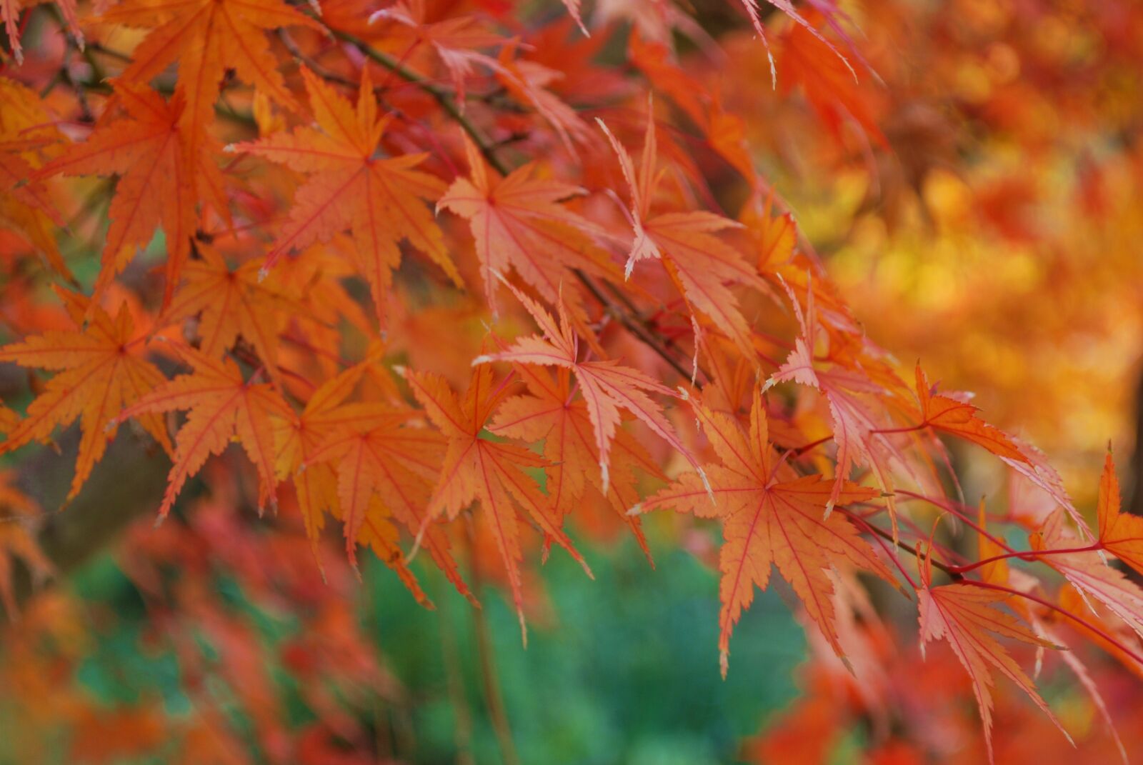 Nikon D60 sample photo. Fall, japanese maple, leaves photography