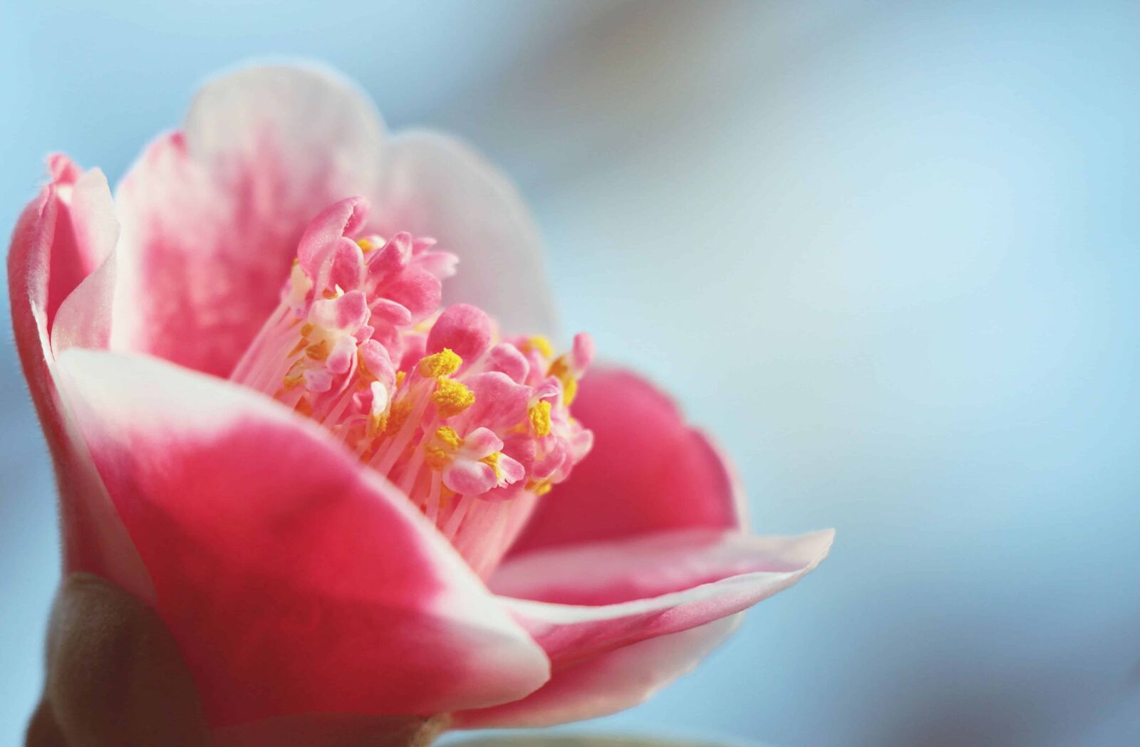 Canon EOS 550D (EOS Rebel T2i / EOS Kiss X4) sample photo. Pistil, flora, pink flower photography