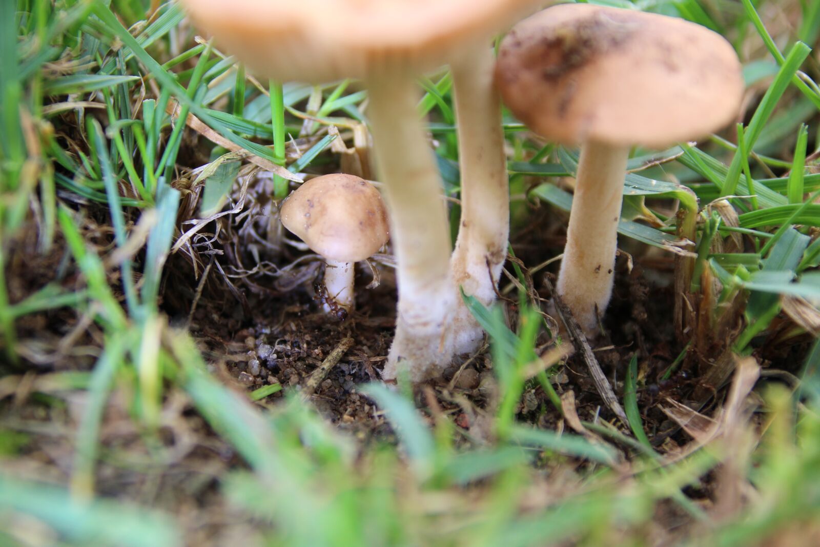 Canon EOS 1200D (EOS Rebel T5 / EOS Kiss X70 / EOS Hi) sample photo. Mushrooms, ant, rush photography