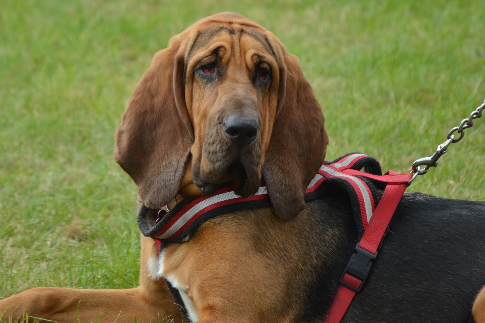 Nikon D3200 sample photo. Dog, bloodhound, hunt photography