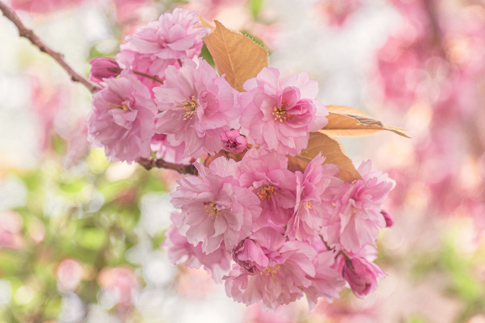 Panasonic Lumix G Vario 14-140mm F3.5-5.6 ASPH Power O.I.S sample photo. Flowers, cherry blossoms, tree photography