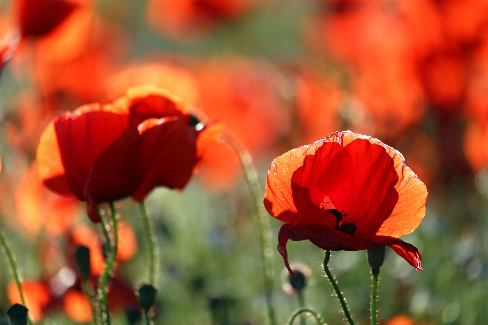 Canon EF-S 55-250mm F4-5.6 IS STM sample photo. Flower meadow, klatschmohn, nature photography