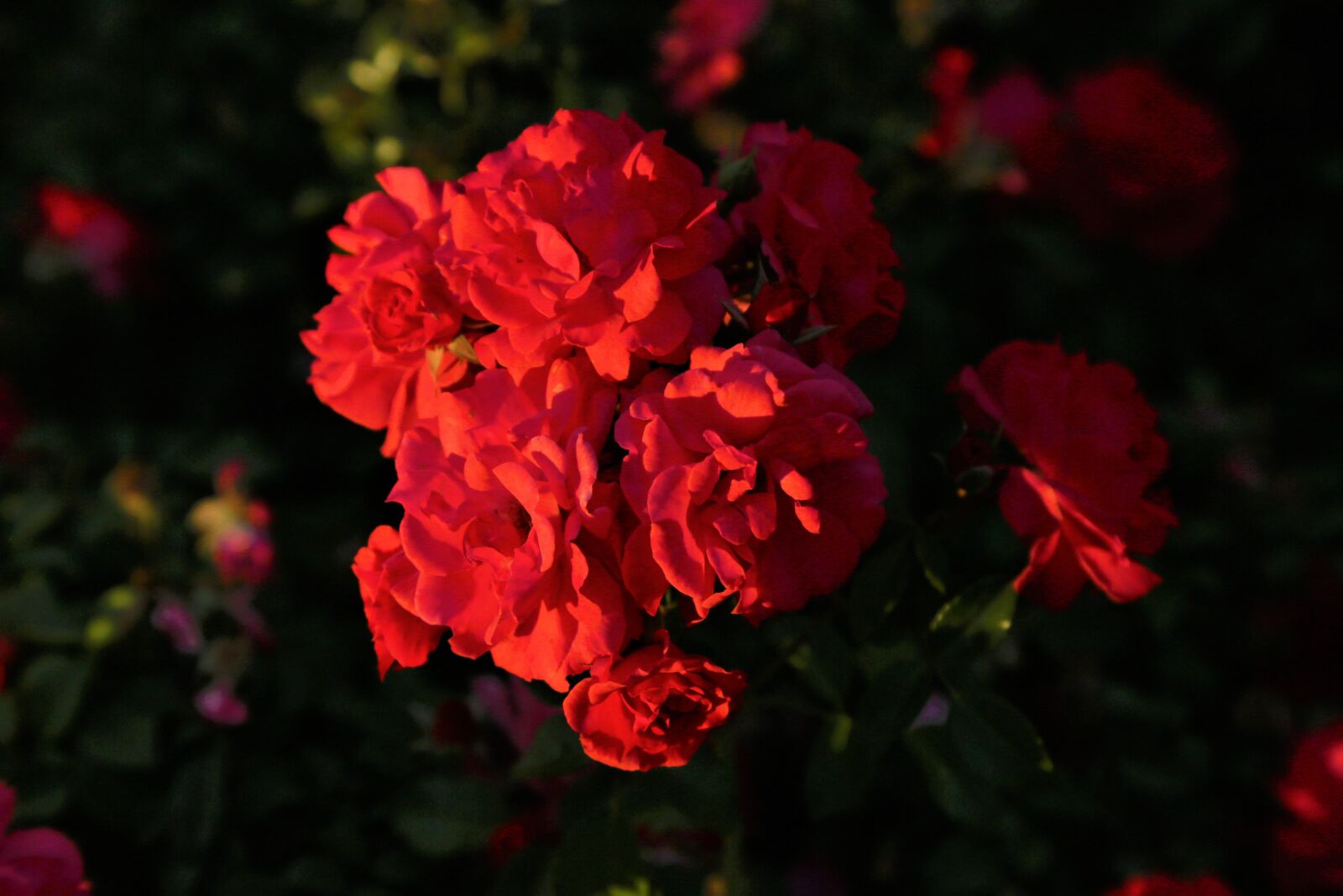 Canon EF 24-105mm F4L IS USM sample photo. Rose, red, flower photography