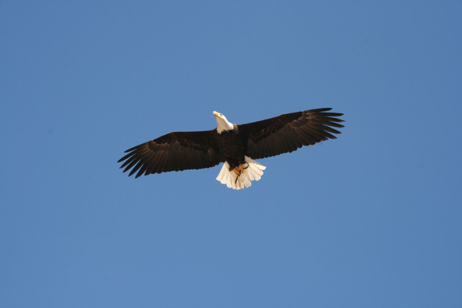 Canon EOS 400D (EOS Digital Rebel XTi / EOS Kiss Digital X) sample photo. Bird, bird of prey photography