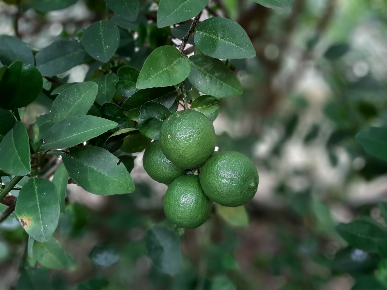 Samsung Galaxy A50 sample photo. Lime, lemon, green photography